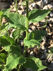Campanula rhomboidalis