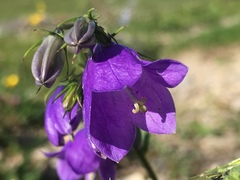 Campanula rhomboidalis