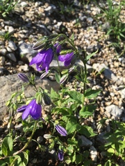 Campanula rhomboidalis