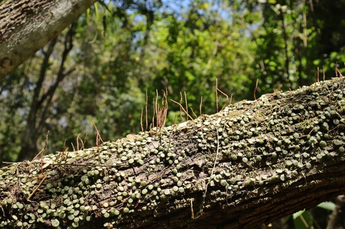 Foto de Peperômia-melancia
