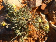 Oedera humilis
