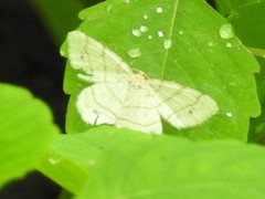 Trigrammia quadrinotaria