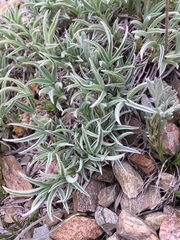 Trifolium attenuatum