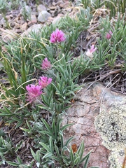 Trifolium attenuatum