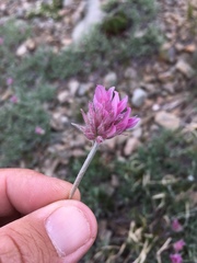 Trifolium attenuatum