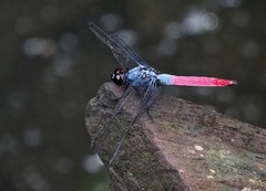Orthetrum schneideri