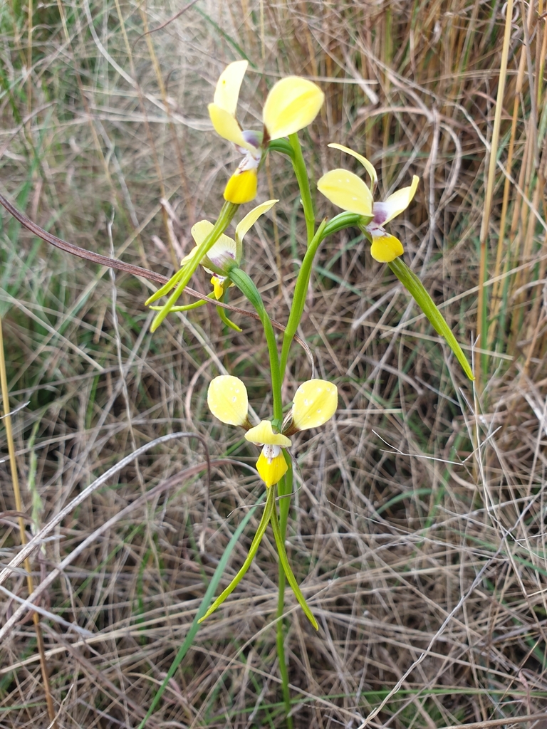 Diuris tricolor