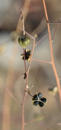 wavy-leafed soap plant