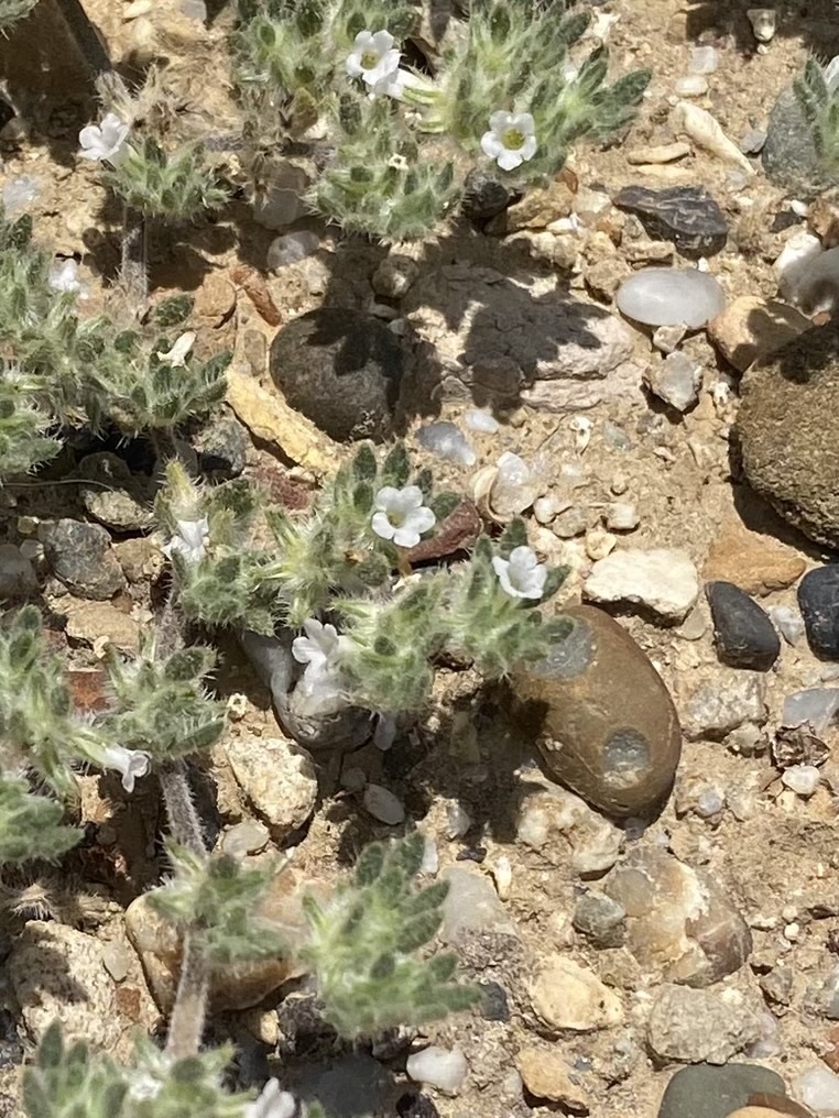 Tiquilia paronychioides; photograph Ingvild Riska, CC BY, iNaturalist via GBIF