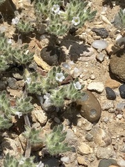 Tiquilia paronychioides