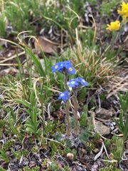 Eritrichium argenteum