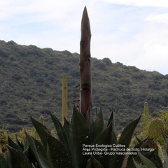 Agave salmiana crassispina