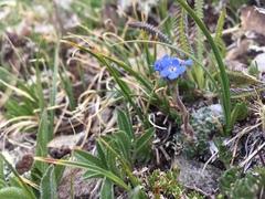 Eritrichium argenteum