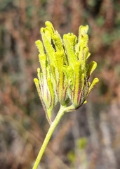 Cordylanthus rigidus rigidus