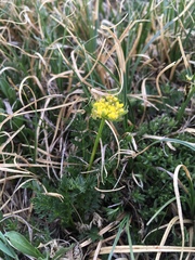 Cymopterus bakeri