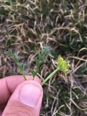 Cymopterus bakeri
