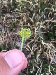 Cymopterus bakeri