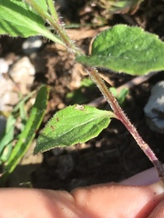 Campanula rhomboidalis