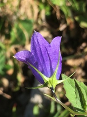 Campanula rhomboidalis