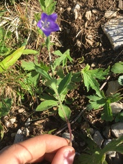 Campanula rhomboidalis