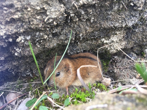 Northern Collared Lemming