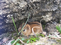 Nearctic Collared Lemming photo 3
