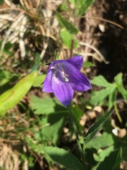 Campanula rhomboidalis