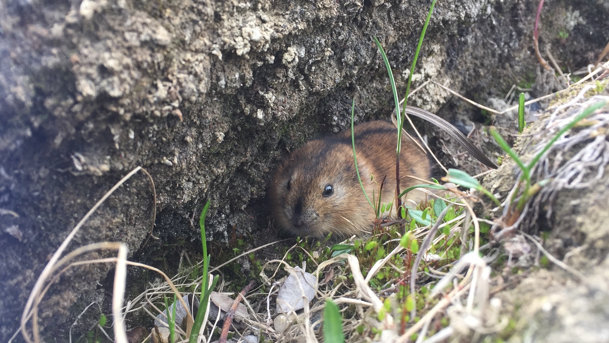 Northern Collared Lemming, Wild Kratts Wiki