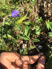 Campanula rhomboidalis