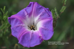 Ipomoea stans