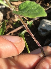 Campanula rhomboidalis