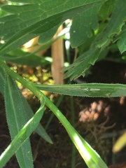 Campanula scheuchzeri