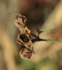 Calystegia purpurata