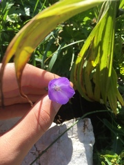 Campanula scheuchzeri