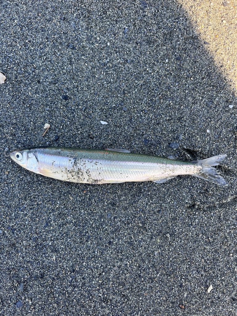 surf smelt