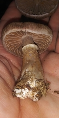 Cortinarius torvus