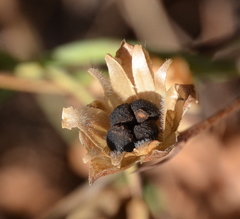 Calystegia purpurata