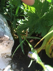Campanula scheuchzeri