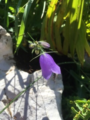 Campanula scheuchzeri