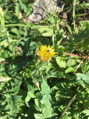 Trifolium badium