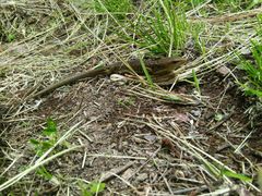 Gerrhonotus liocephalus