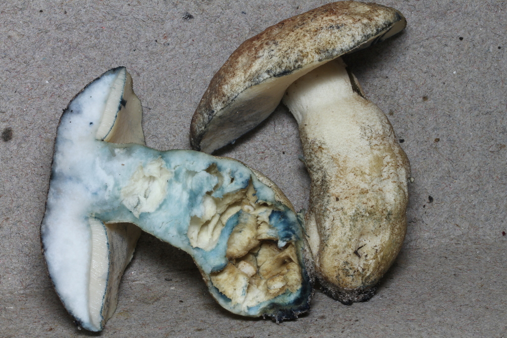 Gyroporus australiensis