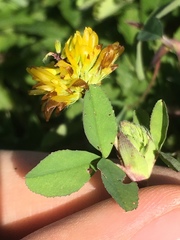 Trifolium badium