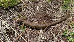 Gerrhonotus liocephalus