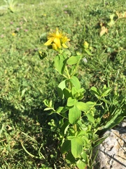 Hypericum maculatum maculatum