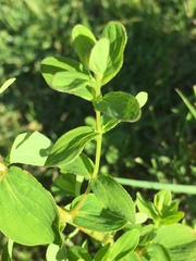 Hypericum maculatum maculatum