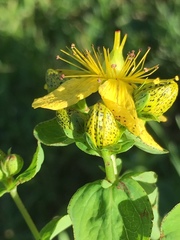 Hypericum maculatum maculatum