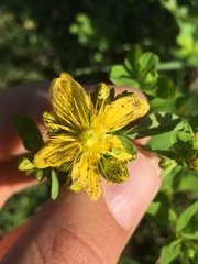 Hypericum maculatum maculatum