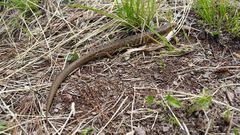 Gerrhonotus liocephalus