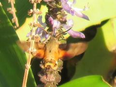 Macroglossum trochilus trochilus